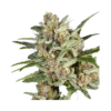 Super Sativa Seed Club SUPER MAD SKY FLOATER Feminized