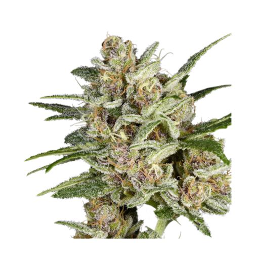 Super Sativa Seed Club SUPER MAD SKY FLOATER Feminized