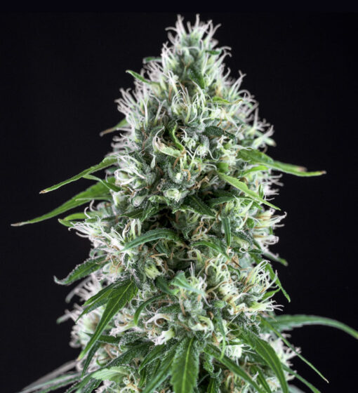 Super Silver Bilbo Genehtik Seeds Semi Femminizzati