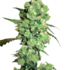 Super Skunk Regolari - Sensi Seeds White Label