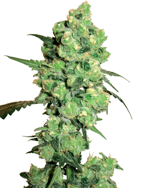 Super Skunk Regolari - Sensi Seeds White Label