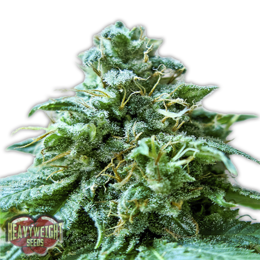 Superb OG Femminizzata - Heavyweight Seeds