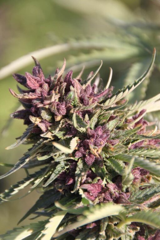 Sweet Purple - Paradise Seeds