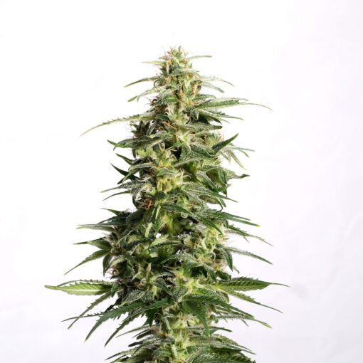 Swiss Dream Auto CBD - Kannabia