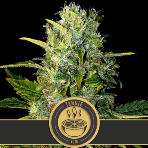 Blimburn Seeds TANGIE Automatic - Semi Autofiorenti