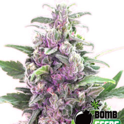 Bomb Seeds THC BOMB Feminized - Semi Femminizzati