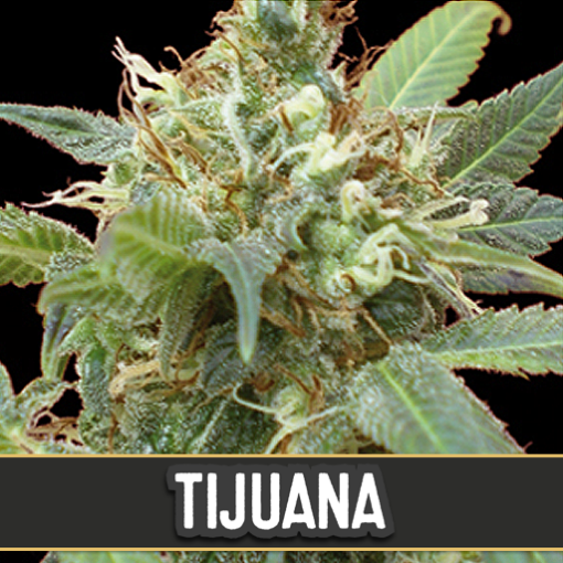 Blimburn Seeds TIJUANA Feminized - Semi Femminizzati