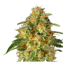 Super Sativa Seed Club TNT TRICHOME Feminized