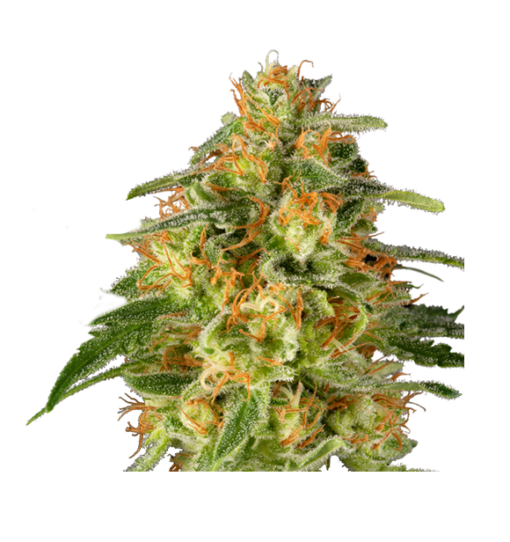 Super Sativa Seed Club TNT TRICHOME Feminized