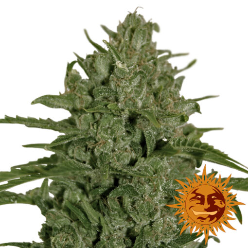 Barney’s Farm TRIPLE CHEESE Semi di Cannabis Femminizzati