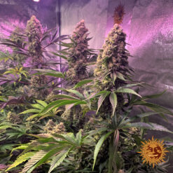 Barney’s Farm TROPICANNA BANANA Semi di Cannabis Femminizzati