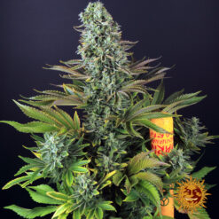 Barney’s Farm TROPICANNA BANANA Semi di Cannabis Femminizzati