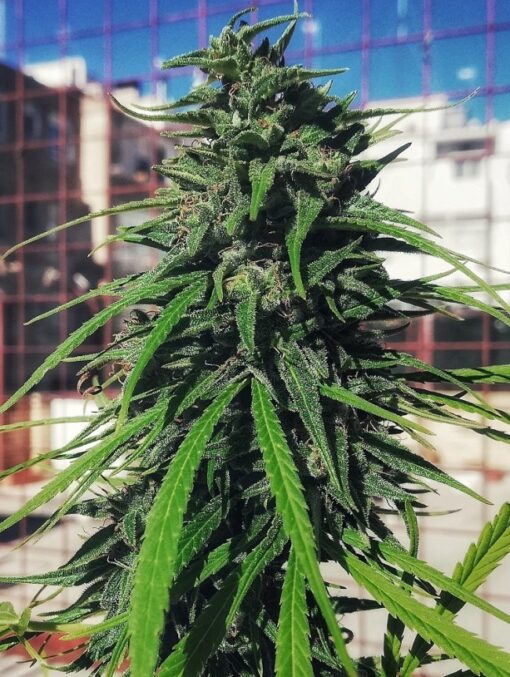 Ace Seeds Thai x Panama Femminizzata