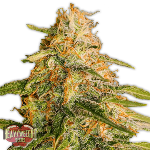 Tropic Punch Femminizzata - Heavyweight Seeds