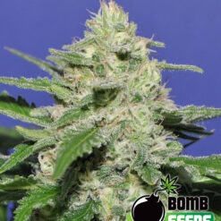 Bomb Seeds WIDOW BOMB Feminized - Semi Femminizzati