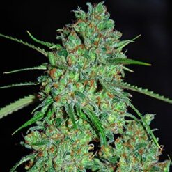 White Critical - G13 Labs Seeds
