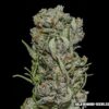 White Critical Express - Kalashnikov Seeds