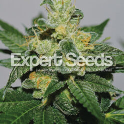Expert Seeds White Gold Feminized (C99 x Skunk x White Widow)