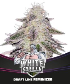 White Gorilla - BSF Seeds