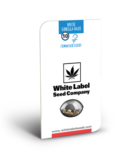 White Gorilla Haze Semi Femminizzati White Label