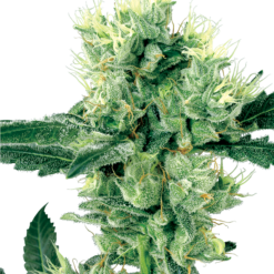 White Haze Regolari - Sensi Seeds White Label