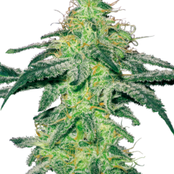 White Skunk Regolari - Sensi Seeds White Label