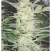 White Widow - Medical Seeds