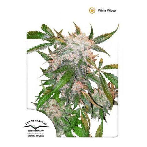 Dutch Passion White Widow Femminizzata