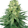 White Widow Regolari - Sensi Seeds White Label