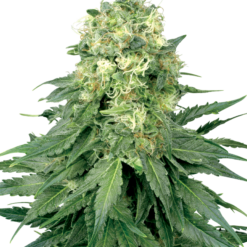 White Widow Regolari - Sensi Seeds White Label