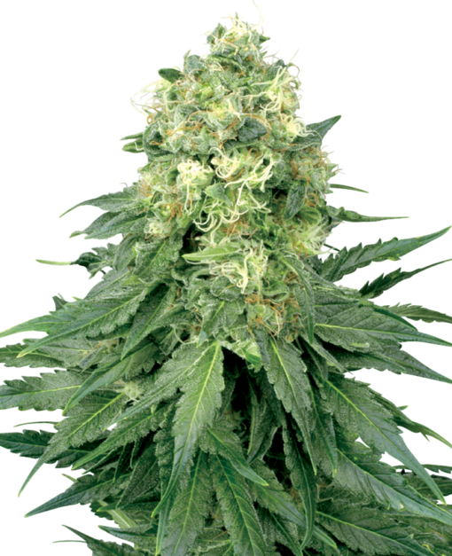 White Widow Regolari - Sensi Seeds White Label