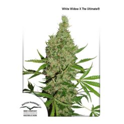 Dutch Passion White Widow X The Ultimate Regolare