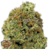 Wipeout Express Auto Femminizzata - Heavyweight Seeds