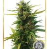 Without THC CBD Femminizzata - Mr. Hide Seeds