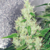 Y Griega - Medical Seeds