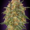 Zkittlez Advanced Seeds Semi Femminizzati