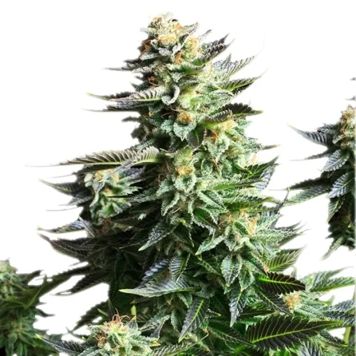 Amnesia Haze - Royal Queen Seeds