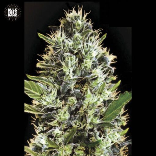 Bulk Seed Bank AUTO SUNMANGO Femminizzata Automatica