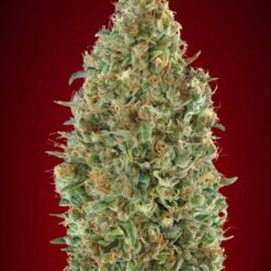 Advanced Seeds Auto Kaya 47 Feminized - Semi Autofiorenti