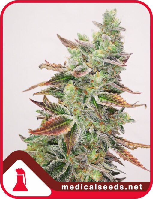 Banana Purp - Medical Seeds