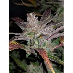 FastBuds Cream Cookies Autofiorente