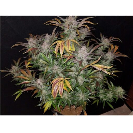 FastBuds Cream Cookies Autofiorente