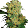 Big Bud Femminizzati - Sensi Seeds