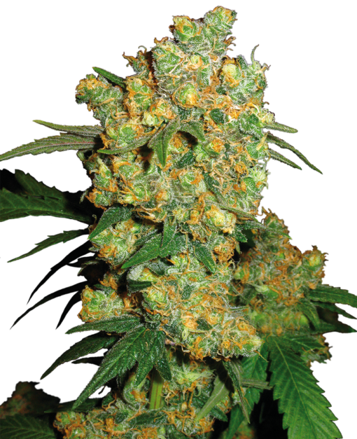 Big Bud Femminizzati - Sensi Seeds