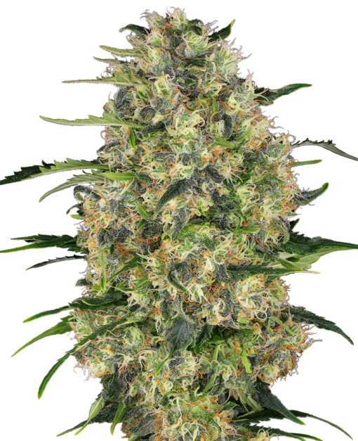 Black Domina Regolari - Sensi Seeds