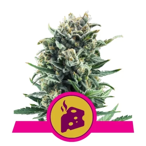 Blue Cheese - Royal Queen Seeds