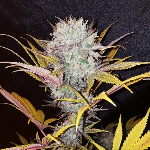 Blue Mystic - Royal Queen Seeds