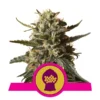 Bubblegum XL - Royal Queen Seeds