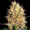 Crazy Miss Hyde - Samsara Seeds