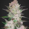 FastBuds Cream Cookies Autofiorente